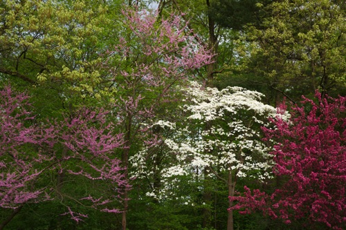 Reeves-Reed Arboretum, Union County, NJ 05 11 (6581SA).jpg